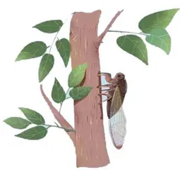 蝉