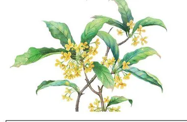 桂花飘香