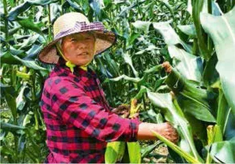 “高龄洗碗工”,信义母亲!4