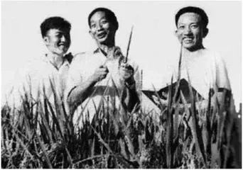 走过“八十一难”,成为袁隆平4
