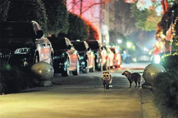有只猫卡在城市里1