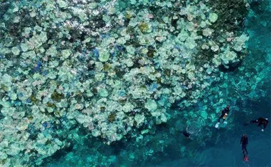 大海不是在变暖,而是在沸腾1