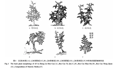 枳壳的本草考证