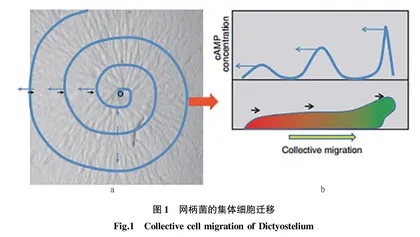 集体细胞迁移的研究模型和分子机制研究