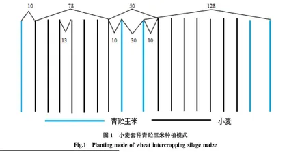 山西中部小麦套种青贮玉米栽培技术研究