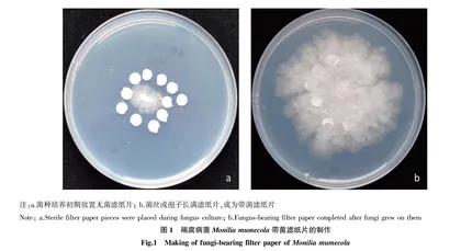 滤纸片低温干燥法保存丝状真菌