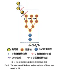 N-糖基化修饰对异源蛋白在毕赤酵母中表达的作用研究进展