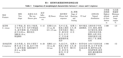 流苏树与美国流苏树园林绿化前景探讨