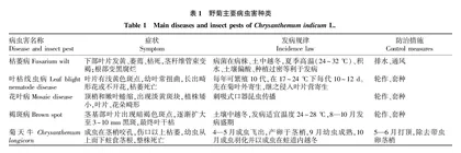 野菊生态种植技术研究与应用