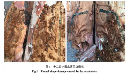 十二齿小蠹形态特征及DNA条形码技术快速鉴定研究