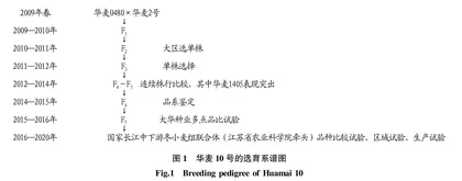 国审小麦新品种华麦10号选育报告