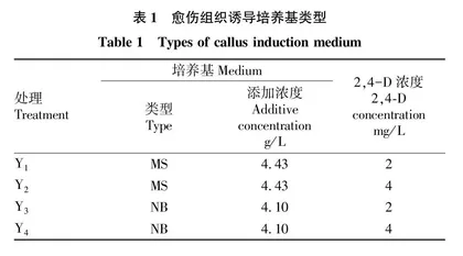 直播稻金粳818成熟胚遗传转化体系的建立