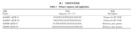 玉米逆境响应转录因子ZmGBF1的克隆及表达分析