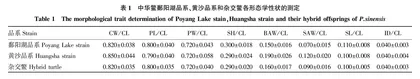 中华鳖鄱阳湖品系和黄沙品系及其杂交后代的主成分分析和判别分析