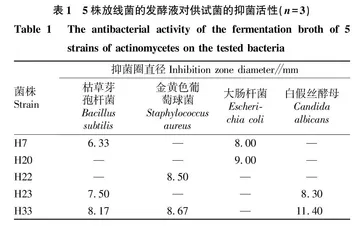 土壤中抑菌放线菌的筛选鉴定及发酵条件研究