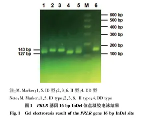 PRLR 基因InDel检测及其与陕北白绒山羊生长性状的关联分析