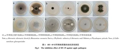 生防菌HY-19的鉴定及其抑菌物质研究