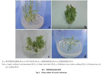 黑果枸杞组培快繁技术研究