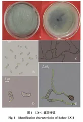 青岛莱西地区草莓根腐病菌鉴定及其拮抗木霉的筛选