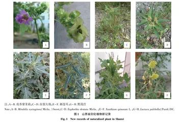 山西省归化植物新资料