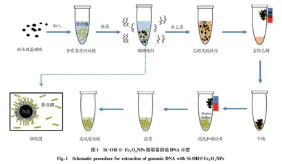 基于苹果DNA的NFC苹果汁鉴伪方法的建立