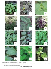 山西被子植物属种新资料