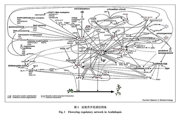 玉米开花期调控机制研究进展