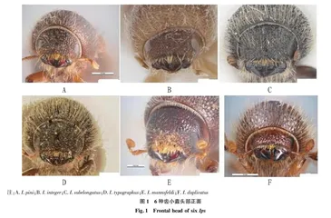 检疫性有害生物加州松齿小蠹的检疫鉴定与防控
