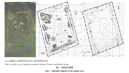 洪泽湖湿地退化区植被构建技术效果评估