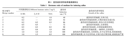 冰灯玉露愈伤组织诱导再生体系及组培苗形态建成研究