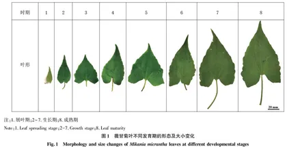 入侵杂草薇甘菊叶不同发育期微形态特征研究