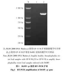 侵染安康魔芋的芋花叶病毒外壳蛋白基因克隆及分析
