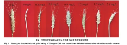 硒对郑麦366雌雄蕊原基分化期抗倒春寒能力的影响