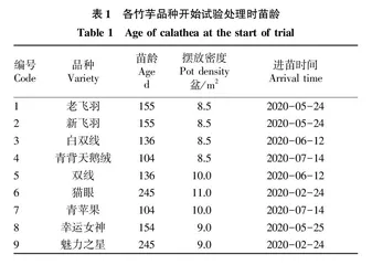 不同pH的营养液对竹芋生长的影响