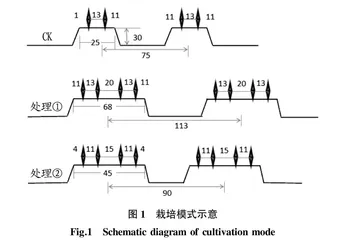 胡萝卜机耕高垄栽培模式研究