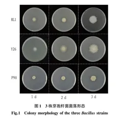 3株芽孢杆菌的分离鉴定及其促生效果研究
