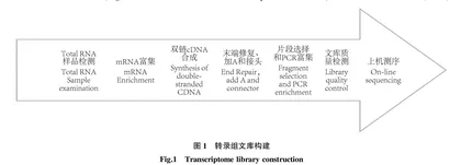 波纹龙虾全长转录组测序分析