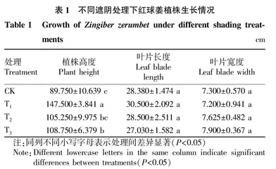 遮阴处理对红球姜生长的影响