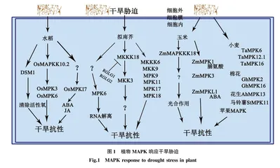 MAPK信号通路调控植物响应非生物胁迫的研究进展