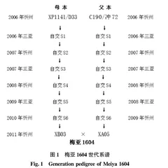 春播区早熟玉米新品种梅亚1604选育及配套栽培技术研究