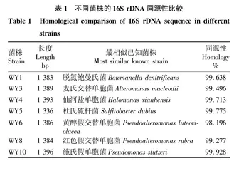 半滑舌鳎养殖尾水处理系统中硝化细菌分离筛选及脱氮效果研究