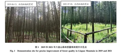 六盘山地区高密度人工林质量精准提升的实践与思考