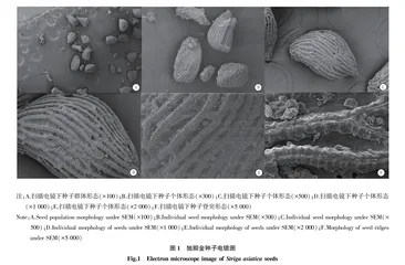 广东独脚金资源调查与种子扫描电镜观察