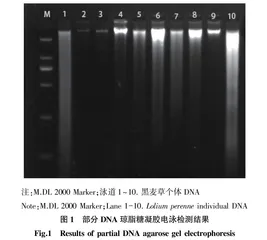 基于RAPD分子标记的黑麦草遗传多样性分析