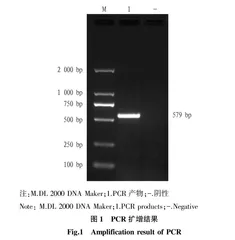 剑河白香猪IL-18基因克隆与序列分析