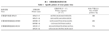 3种甘薯病毒多重PCR检测方法的建立与应用