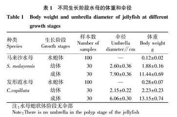马来沙水母和发形霞水母不同生长阶段消化酶活性研究
