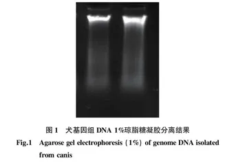 犬黑皮质素受体-4突变体D298N真核表达载体的构建及其在MDCK细胞中的表达