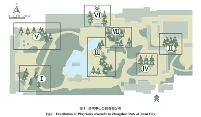 济南中山公园古侧柏健康评价与分级保护