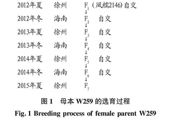 鲜食甜糯玉米新品种徐甜糯019的选育研究